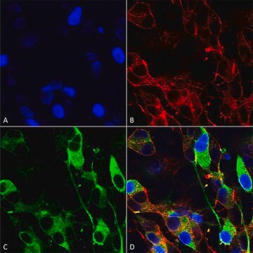 Monoclonal Anti-Gfap antibody produced in mouse clone S206A-8, purified immunoglobulin