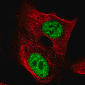 Anti-TCERG1 antibody produced in rabbit Prestige Antibodies&#174; Powered by Atlas Antibodies, affinity isolated antibody