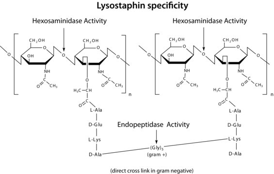 Lysostaphin from Staphylococcus staphylolyticus aseptically filled