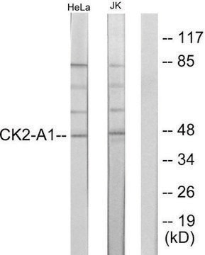 Anti-Casein Kinase II &#945; antibody produced in rabbit affinity isolated antibody