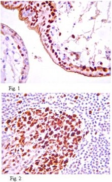 Anti-IGF-1R Antibody, clone 24-57 clone 24-57, from mouse