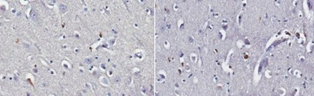 Anti-Prion Protein Antibody, clone 12D6.1 clone 12D6.1, from mouse