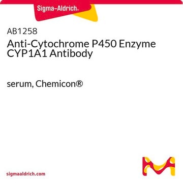 Anti-Cytochrome P450 Enzyme CYP1A1 Antibody serum, Chemicon&#174;