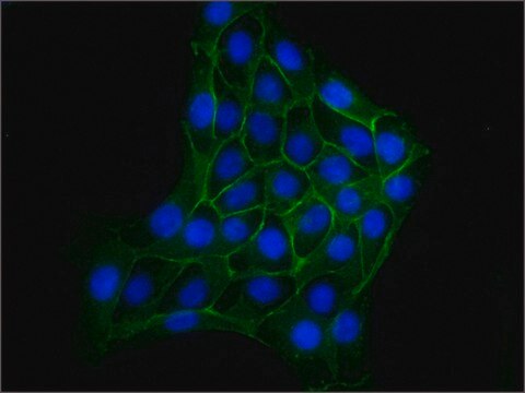 Monoclonal Anti-&#946;-Catenin antibody produced in mouse clone 6F9, ascites fluid