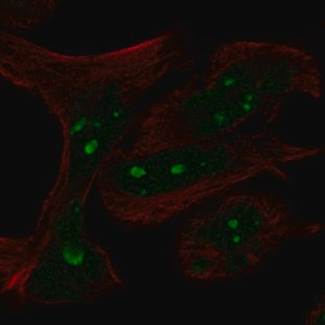 Anti-MYCN antibody produced in rabbit Prestige Antibodies&#174; Powered by Atlas Antibodies, affinity isolated antibody