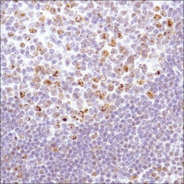 Anti-Nucleophosmin antibody, Rabbit monoclonal recombinant, expressed in proprietary host, clone SP236, affinity isolated antibody