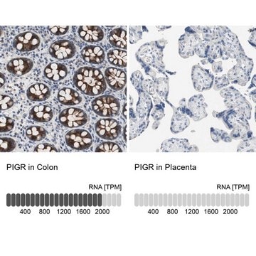 Anti-PIGR antibody produced in rabbit Prestige Antibodies&#174; Powered by Atlas Antibodies, affinity isolated antibody, buffered aqueous glycerol solution, Ab1