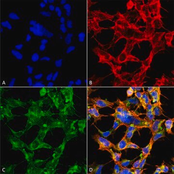 Monoclonal Anti-O-GlcNAc-Biotin antibody produced in mouse clone 9H6