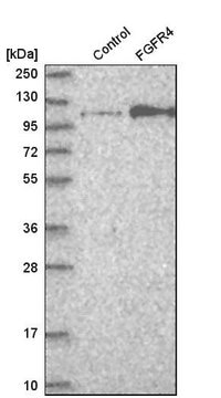 Anti-FGFR4 antibody produced in rabbit Prestige Antibodies&#174; Powered by Atlas Antibodies, affinity isolated antibody, buffered aqueous glycerol solution, ab1