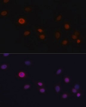 Anti-CDKN1A antibody produced in rabbit