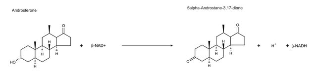 3&#945;-Hydroxysteroid Dehydrogenase from Pseudomonas testosteroni &#8805;15&#160;units/mg protein