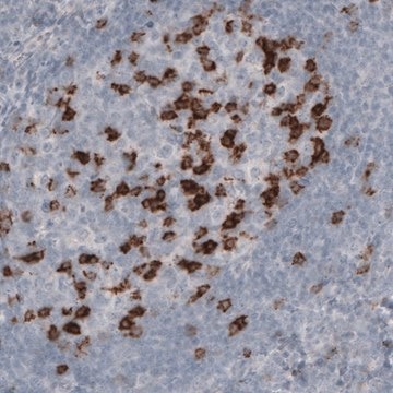 Monoclonal Anti-PDCD1 antibody produced in mouse Prestige Antibodies&#174; Powered by Atlas Antibodies, clone CL3624, purified immunoglobulin, buffered aqueous glycerol solution