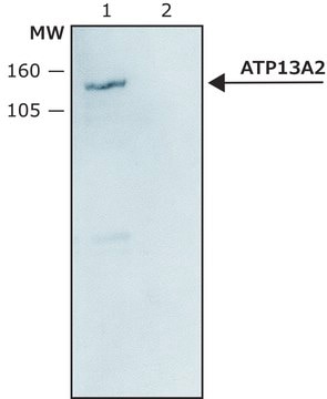 Anti-ATP13A2 antibody produced in rabbit ~1&#160;mg/mL, affinity isolated antibody, buffered aqueous solution