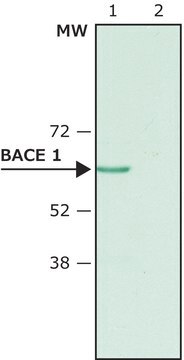 Anti-BACE 1, N-Terminus (46-62) antibody produced in rabbit affinity isolated antibody, buffered aqueous solution