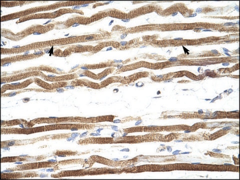 Anti-NFATC4 antibody produced in rabbit IgG fraction of antiserum