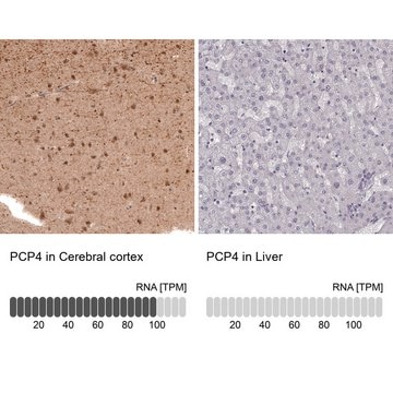 Anti-PCP4 antibody produced in rabbit Prestige Antibodies&#174; Powered by Atlas Antibodies, affinity isolated antibody, buffered aqueous glycerol solution