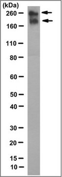 Anti-NOTCH 3/N3ECD Antibody, clone 1E4 clone 1E4, 1&#160;mg/mL, from mouse