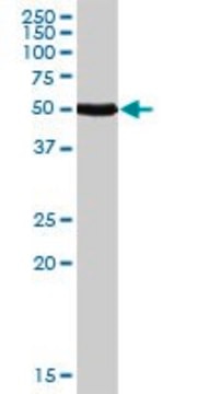 Anti-CALCR antibody produced in rabbit purified immunoglobulin, buffered aqueous solution