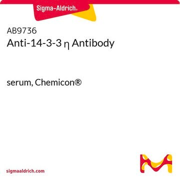 Anti-14-3-3 &#951; Antibody serum, Chemicon&#174;