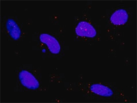 Monoclonal Anti-DAPK1 antibody produced in mouse clone 2E7, purified immunoglobulin, buffered aqueous solution