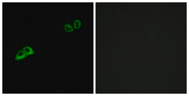 Anti-OR2AT4 antibody produced in rabbit affinity isolated antibody