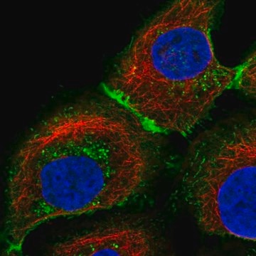 Anti-SLC16A1 antibody produced in rabbit affinity isolated antibody