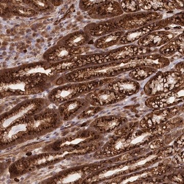 Anti-CARD19 antibody produced in rabbit Prestige Antibodies&#174; Powered by Atlas Antibodies, affinity isolated antibody, buffered aqueous glycerol solution