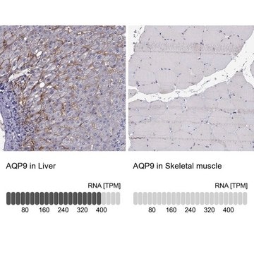 Anti-AQP9 Prestige Antibodies&#174; Powered by Atlas Antibodies, affinity isolated antibody