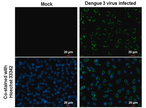 Monoclonal Anti-Dengue virus NS1 protein antibody produced in mouse clone GT4212, affinity isolated antibody