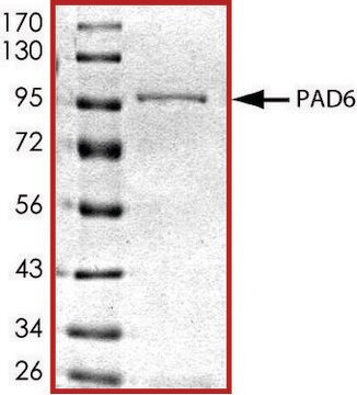 PAD6, GST tagged human recombinant, expressed in baculovirus infected Sf9 cells, &#8805;70% (SDS-PAGE), buffered aqueous glycerol solution