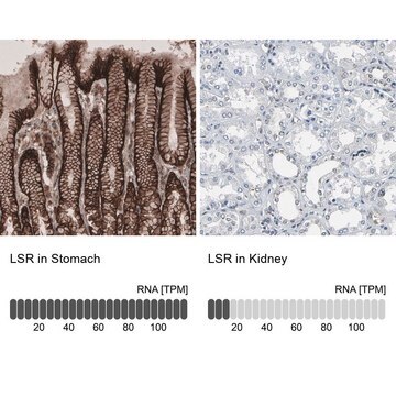 Anti-LSR antibody produced in rabbit Prestige Antibodies&#174; Powered by Atlas Antibodies, affinity isolated antibody, buffered aqueous glycerol solution