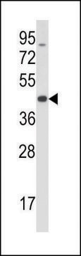 ANTI-MOUSE TRIB3 (C-TERM) antibody produced in rabbit IgG fraction of antiserum, buffered aqueous solution