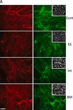 Anti-Collagen Type VI Antibody, clone 3C4 ascites fluid, clone 3C4, Chemicon&#174;