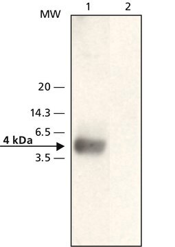 Anti-&#946;-Amyloid (22-35) antibody produced in rabbit affinity isolated antibody, buffered aqueous solution