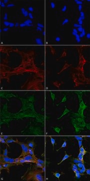 Monoclonal Anti-4-Hydroxy-2-hexenal-Horseradish Peroxidase antibody produced in mouse clone 6F10