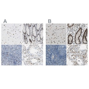 Anti-NFIA antibody produced in rabbit Prestige Antibodies&#174; Powered by Atlas Antibodies, affinity isolated antibody, buffered aqueous glycerol solution