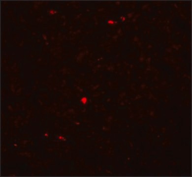 Anti-MOX1 antibody produced in rabbit affinity isolated antibody, buffered aqueous solution