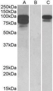 Anti-PCSK9 antibody produced in goat affinity isolated antibody, buffered aqueous solution