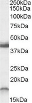 Anti-RAMP1 (C-Term) antibody produced in goat affinity isolated antibody, buffered aqueous solution