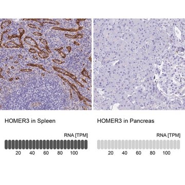 Anti-HOMER3 antibody produced in rabbit Prestige Antibodies&#174; Powered by Atlas Antibodies, affinity isolated antibody, buffered aqueous glycerol solution