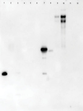 Lectin from Arachis hypogaea (peanut) peroxidase conjugate, lyophilized powder