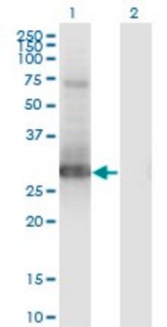 Monoclonal Anti-PRRX1 antibody produced in mouse clone 1E2, purified immunoglobulin