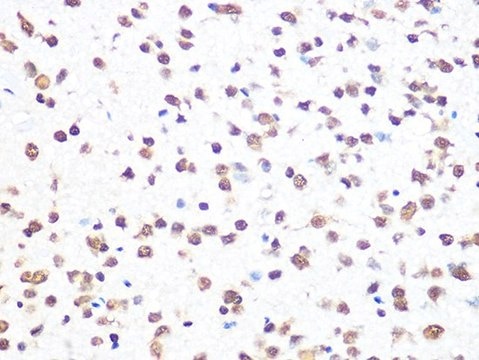 Anti-THOC4/ALYREF antibody produced in rabbit