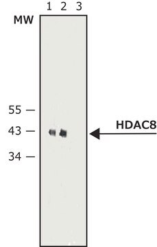 Monoclonal Anti-Histone Deacetylase 8 (HDAC8) antibody produced in mouse 2.0-2.5&#160;mg/mL, clone HDAC8-48, purified immunoglobulin, buffered aqueous solution