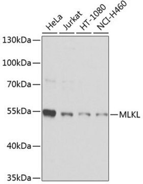 Anti-MLKL antibody produced in rabbit