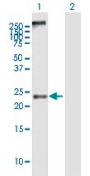 Anti-MS4A4A antibody produced in mouse IgG fraction of antiserum, buffered aqueous solution