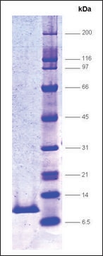 HIV Protease, His tagged,recombinant from HIV-1 recombinant, expressed in E. coli, &#8805;85% (SDS-PAGE)