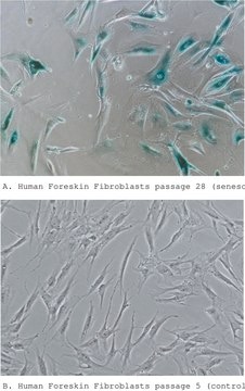 Senescence Cells Histochemical Staining Kit sufficient for 100&#160;tests