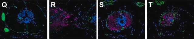 Anti-Laminin antibody produced in rabbit 0.5&#160;mg/mL, affinity isolated antibody, buffered aqueous solution