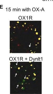 Anti-Green Fluorescent Protein Antibody Chemicon&#174;, from mouse